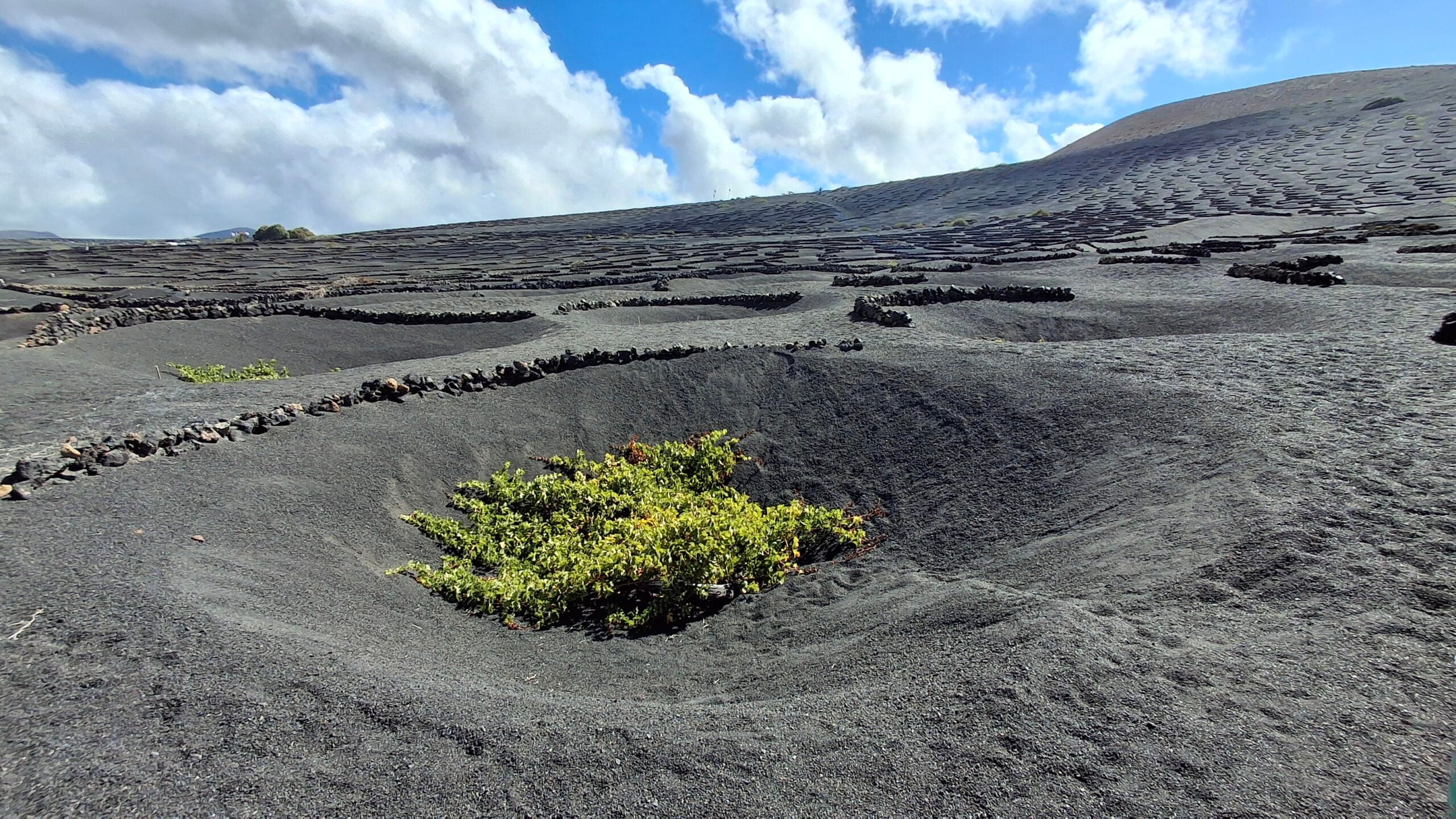 Lanzarote, vigne La Geria