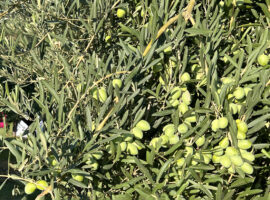 olive verdi prima della raccolta