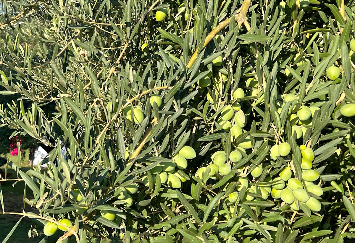 olive verdi prima della raccolta