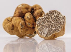 Derthona & Truffle, il 9 novembre al Museo Orsi di Tortona