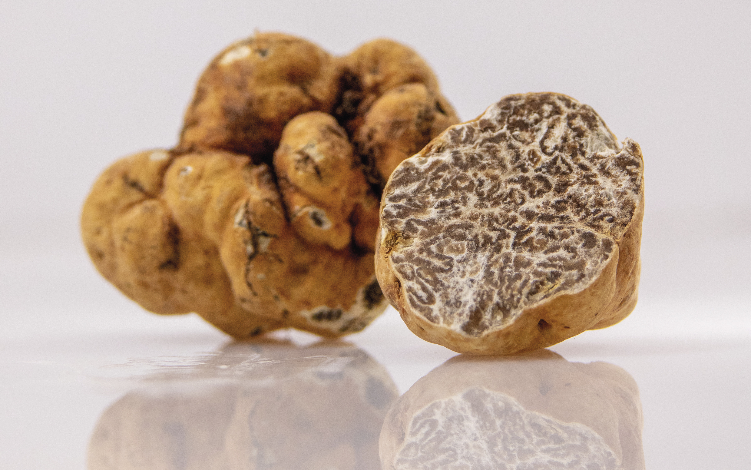 Derthona & Truffle, il 9 novembre al Museo Orsi di Tortona