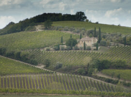 Montalcino_vigneti2