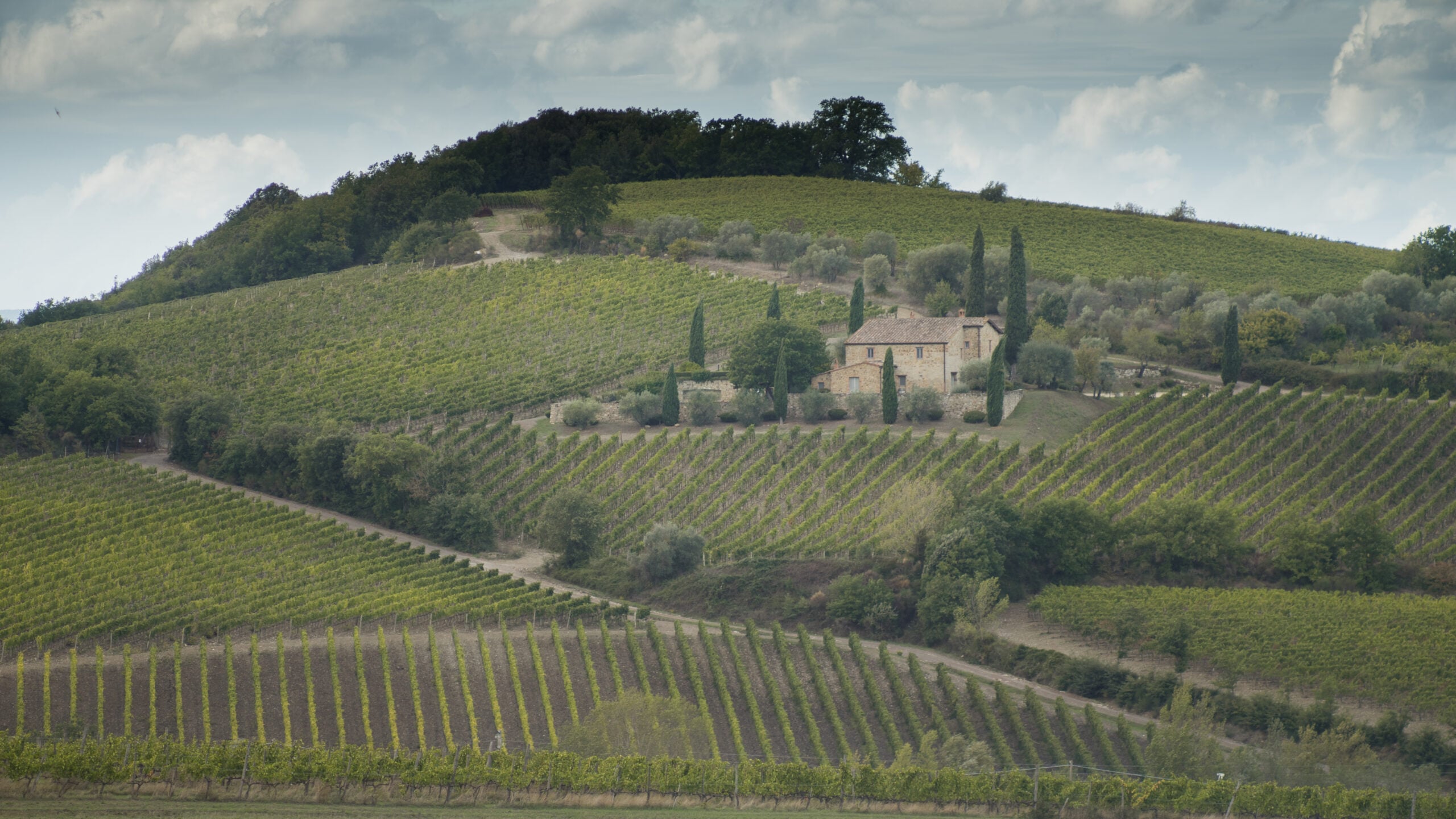 Montalcino_vigneti2