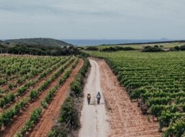 Vigneti del Carignano