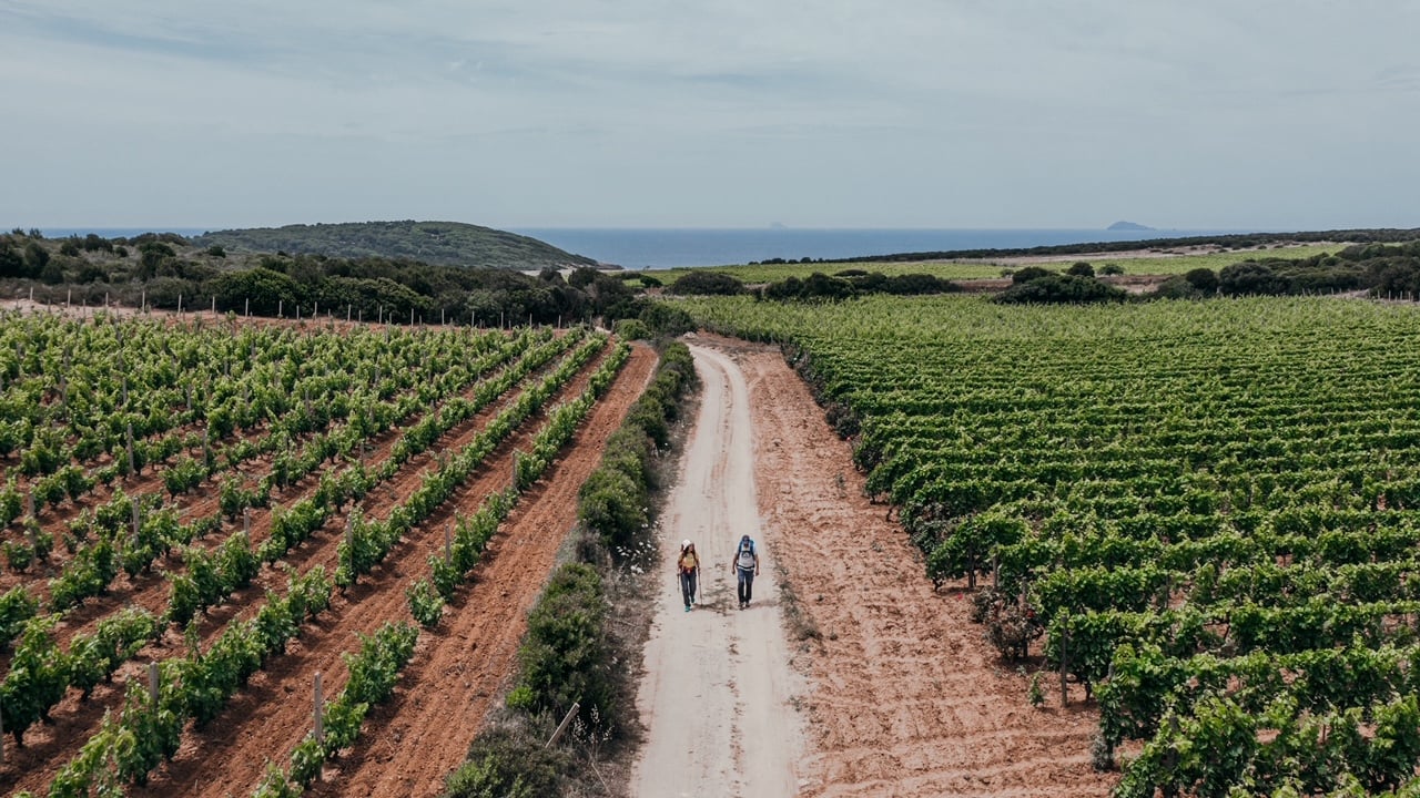 Vigneti del Carignano