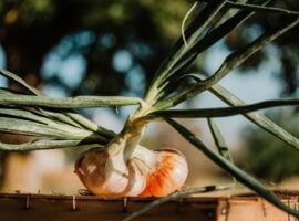 cipolla bianca di Castrovillari