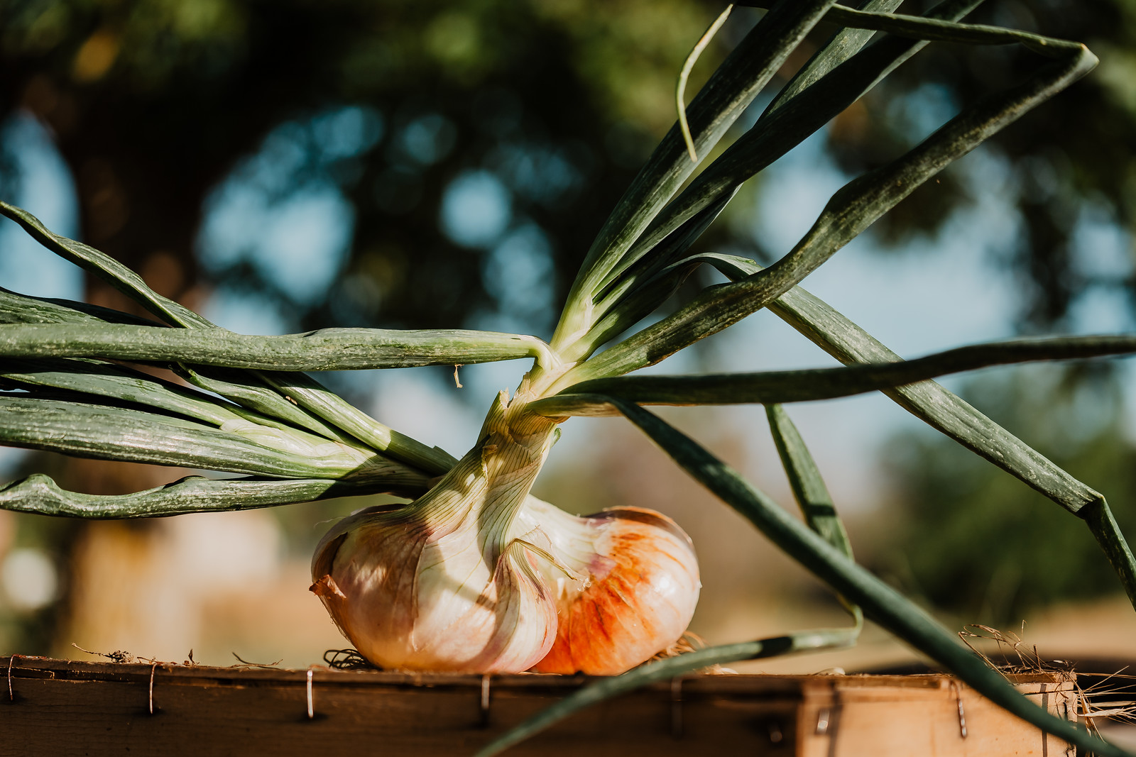 cipolla bianca di Castrovillari