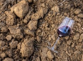 Un calice di Morellino di Scansano