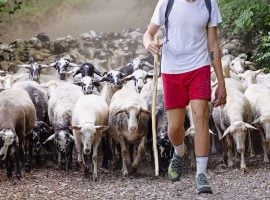 Scuola di perfezionamento per la pastorizia estensiva di Calascio