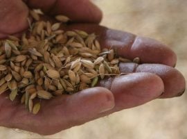 La raccolta del riso Baraggia dop