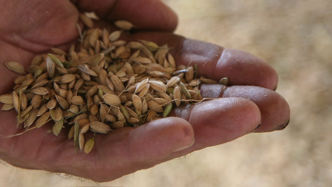 La raccolta del riso Baraggia dop