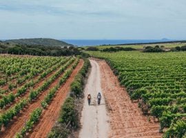 Il sentiero del Carignano del Sulcis