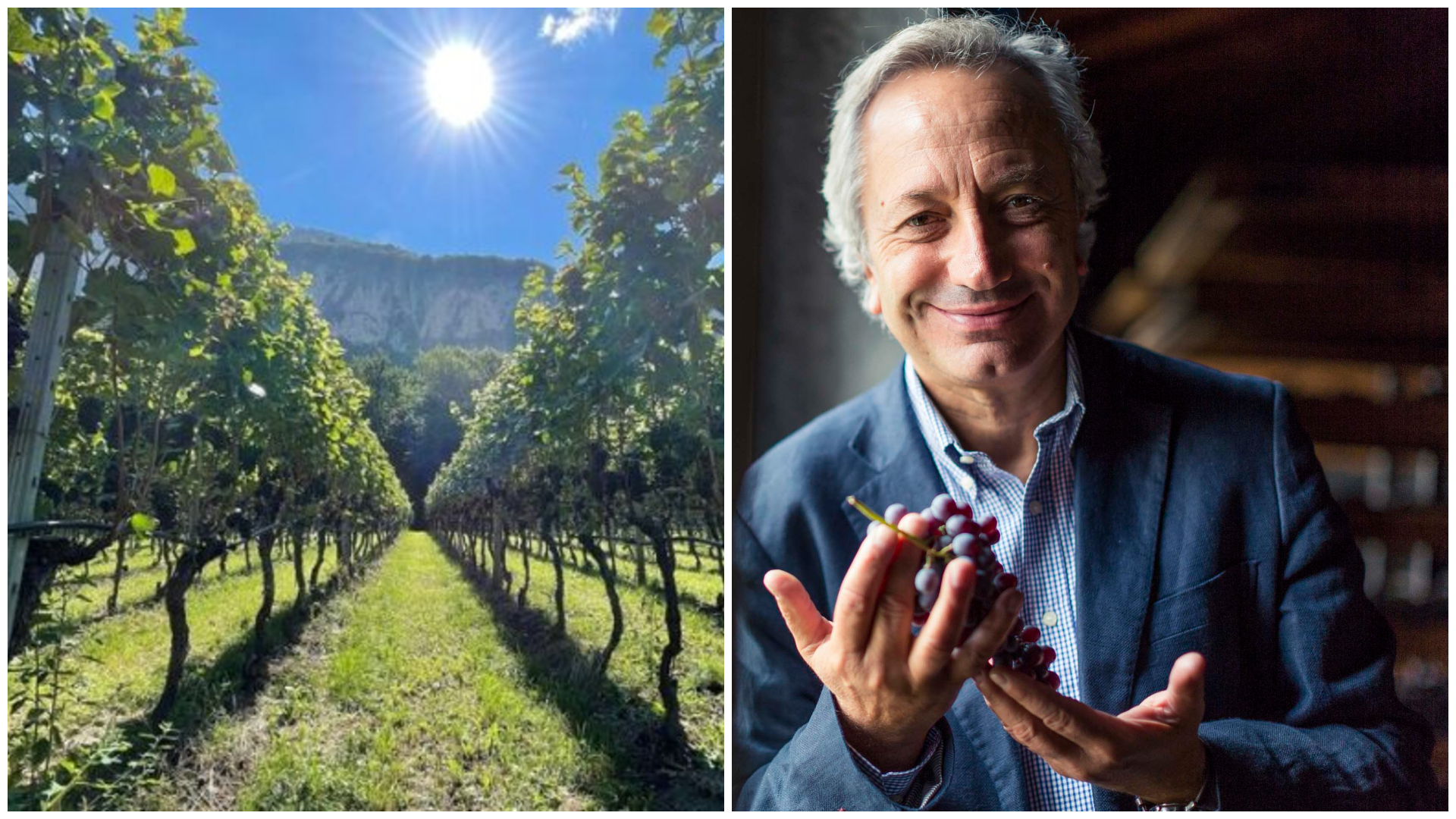 Vigneti e Luigi Moio