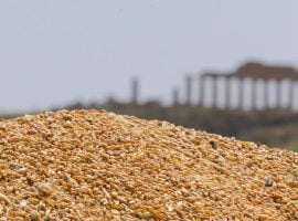 Grani antichi di Sicilia