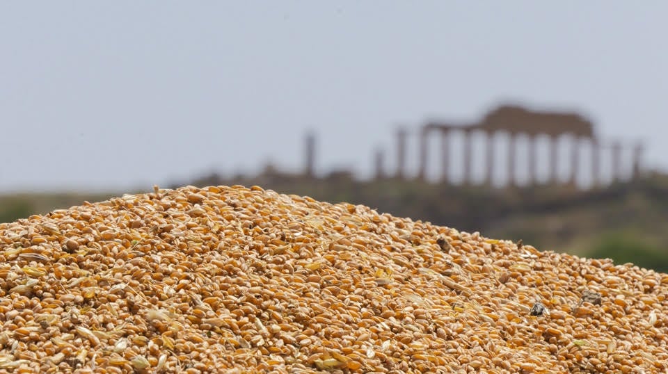 Grani antichi di Sicilia
