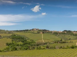 Alcuni vigneti dell’Unione Viticoltori di Panzano in Chianti