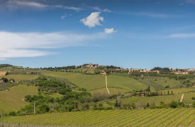 Alcuni vigneti dell’Unione Viticoltori di Panzano in Chianti