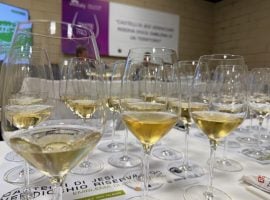 La degustazione dei vini Verdicchio dei Castelli di Jesi Docg