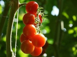 Pomodoro ciliegino