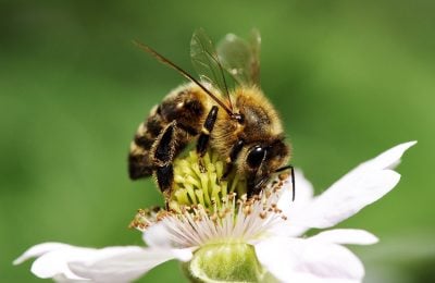 Impollinazione: un’ape su fiore