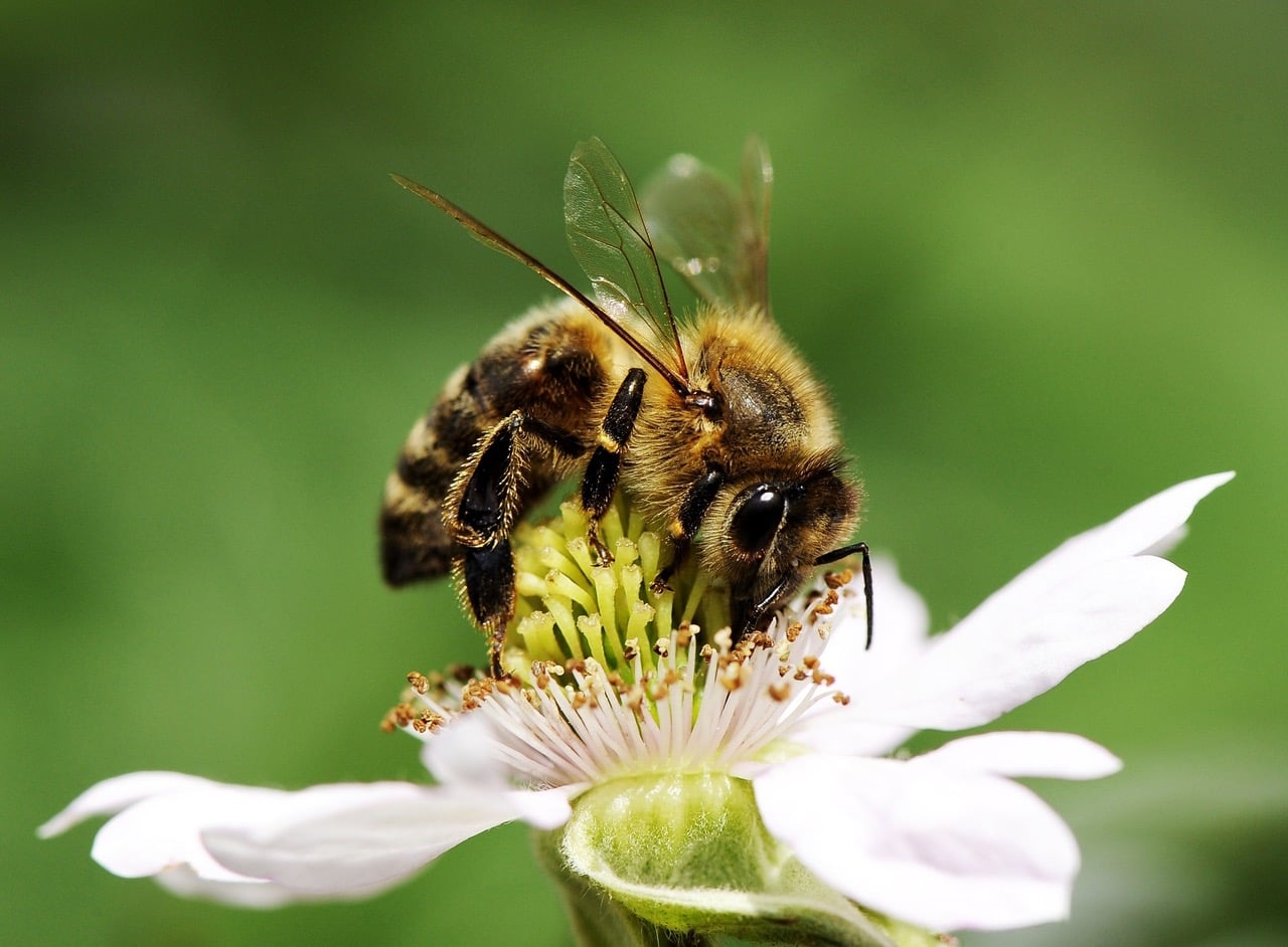 Impollinazione: un’ape su fiore