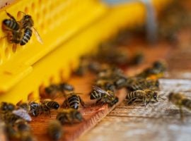 api