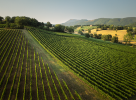Verdicchio di Matelica, foto dall’alto