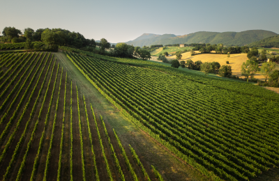 Verdicchio di Matelica, foto dall’alto