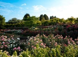 Il roseto all’interno della struttura