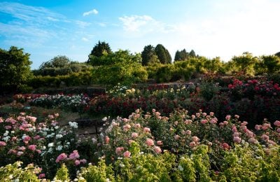 Il roseto all’interno della struttura