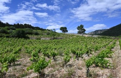 Terrasses du Larzac