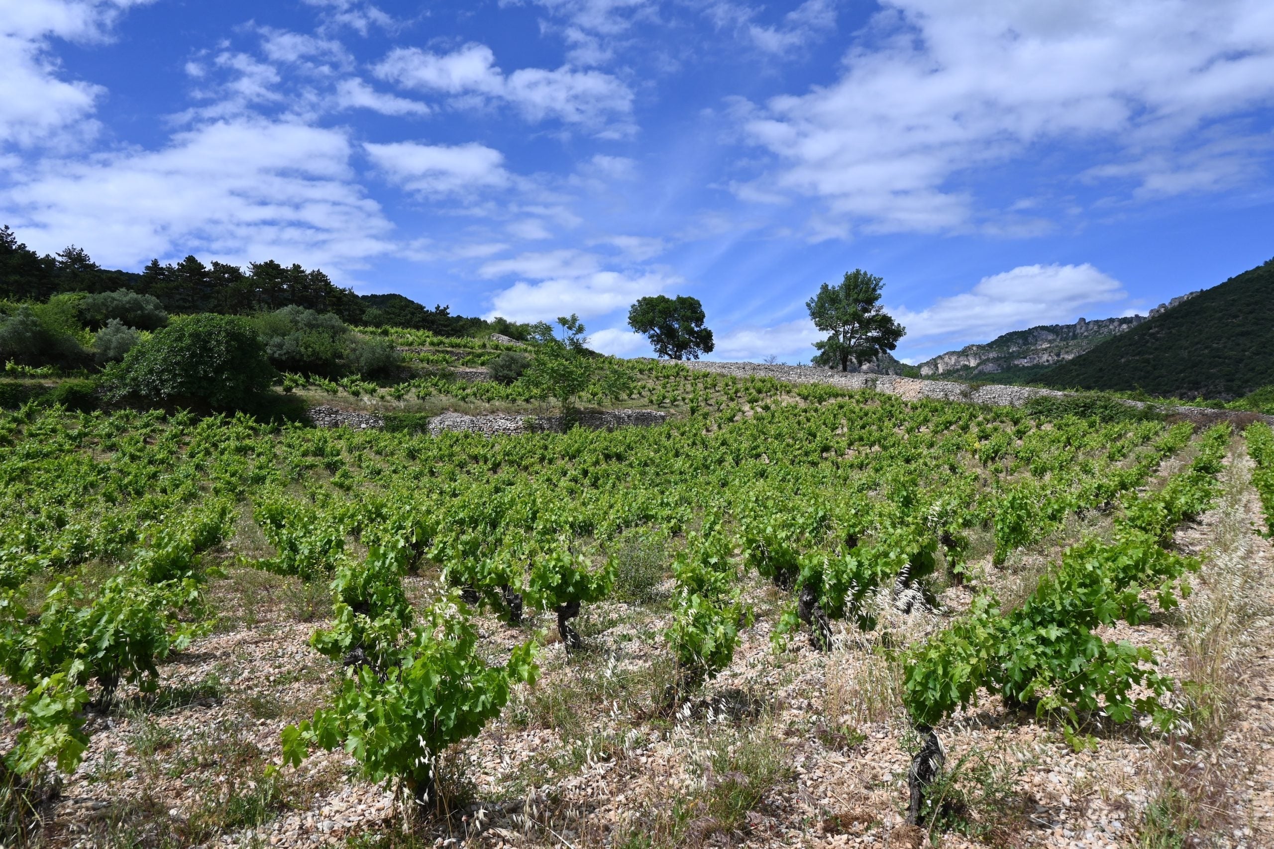 Terrasses du Larzac