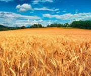 Torna Corleone libera e produttiva, un’immagine simbolo dell’evento