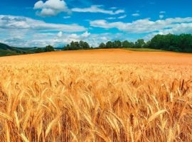 Torna Corleone libera e produttiva, un’immagine simbolo dell’evento