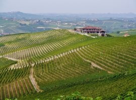 Alta Langa, immagine di vigneti