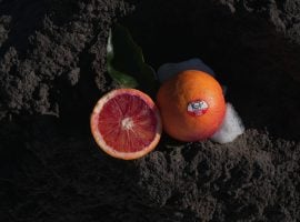 Arancia Rossa di Sicilia Igp