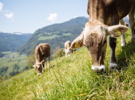 Giornate dello Yogurt in Alto Adige