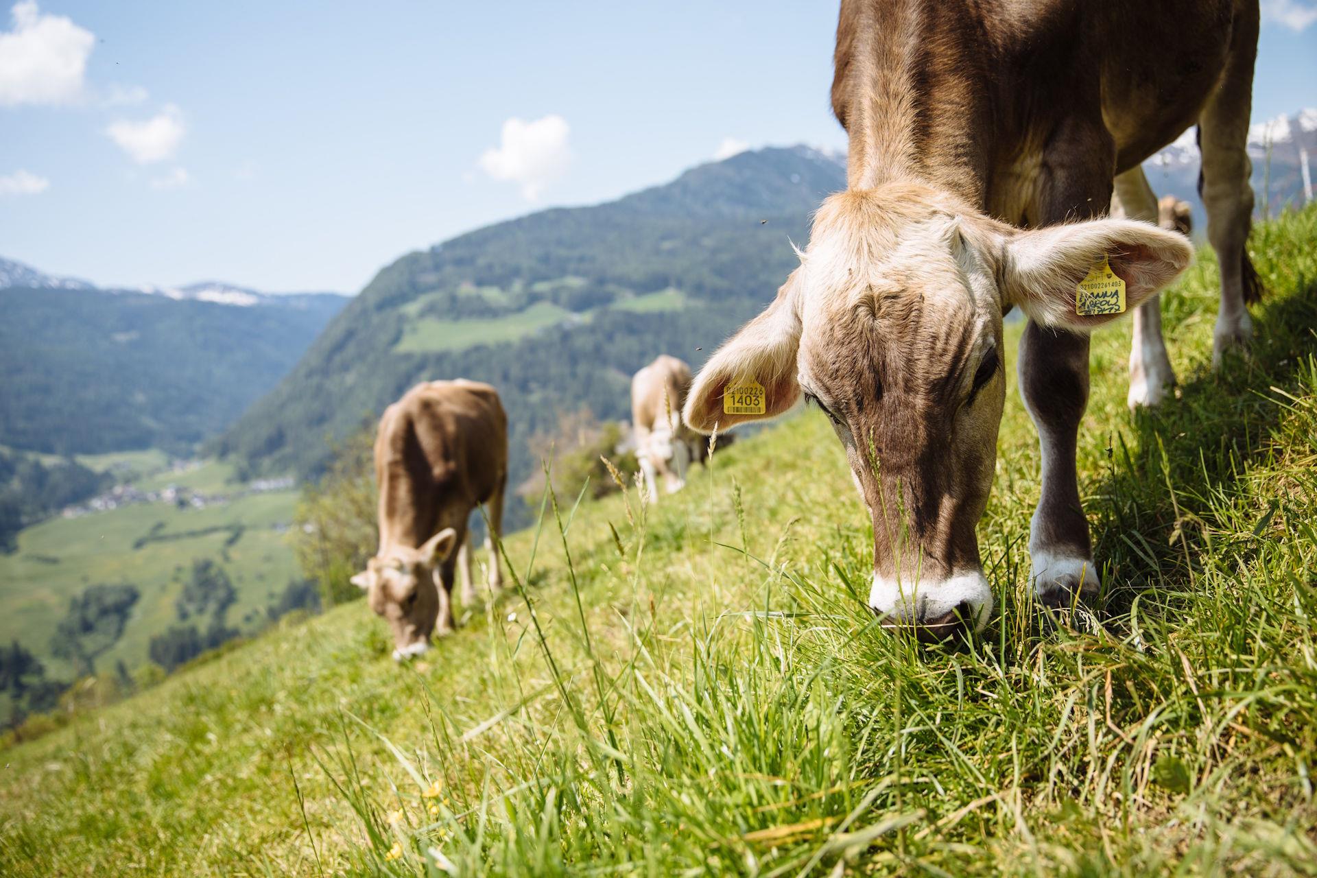 Giornate dello Yogurt in Alto Adige