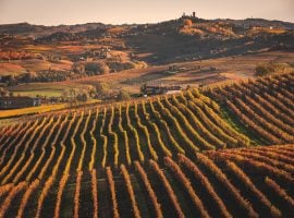 Il Nizza Docg nasce nel cuore del Monferrato: una foto dei vitigni