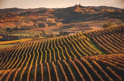Il Nizza Docg nasce nel cuore del Monferrato: una foto dei vitigni