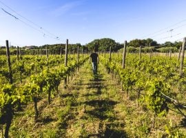 Una vigna – foto Michele Purin – YUME Vision