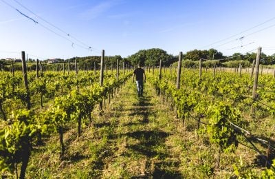 Una vigna – foto Michele Purin – YUME Vision