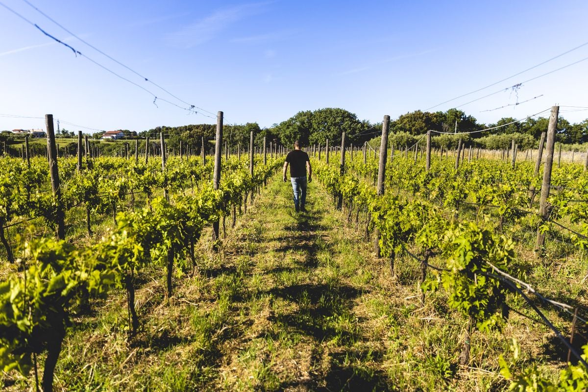 Una vigna – foto Michele Purin – YUME Vision