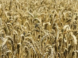 Piantagione di grano tenero