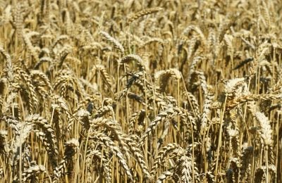 Piantagione di grano tenero