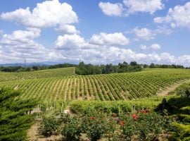 Vigneti a Gavi