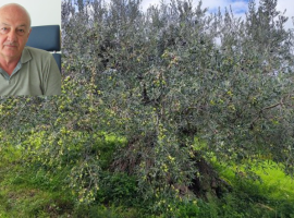 Ulivo secolare e Tiziano Caruso nel riquadro