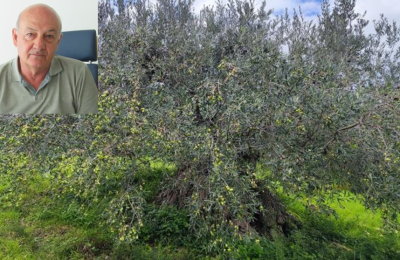 Ulivo secolare e Tiziano Caruso nel riquadro