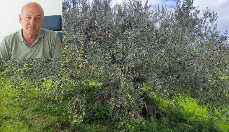 Ulivo secolare e Tiziano Caruso nel riquadro