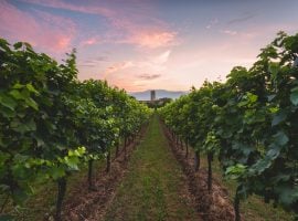 Festival Franciacorta in Cantina: immagine di un vitigno